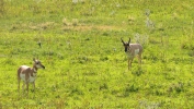 PICTURES/Jewel Cave & Custer State Park, SD/t_Pronghorns6.JPG